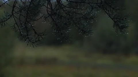 Pine branch under the rain. Alkhanay National Park Stock Footage 269345545