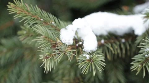 Pine branch under the snow Video stock 87017797