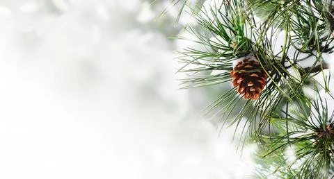 Pine branch under snow Foto stock