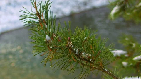 Pine branch under snow in winter forest Stock Footage 70292888