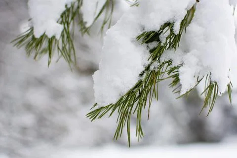 Pine branch under a snowdrift. Snow on the branch. Winter postcard. White sno Stock Photos