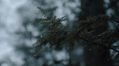 Pine Branch with Water Droplets in the Cold Winter Video stock 123970866