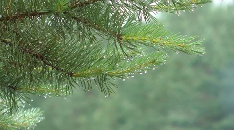 Pine branch with water droplets Stock Footage 51703354