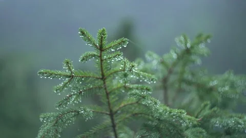 Pine branch with water drops after rain. Background video Stock Footage 214327096