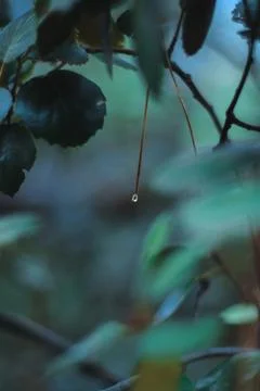 Pine branch with water drops, cold rain Stock Photos