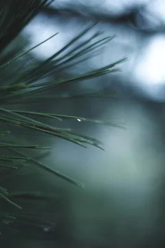 Pine branch with water drops, cold rain Stock Photos