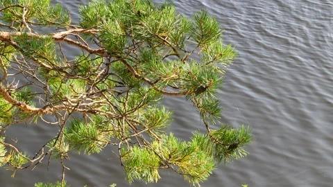 Pine branch on the waters edge Stock Footage 252151897