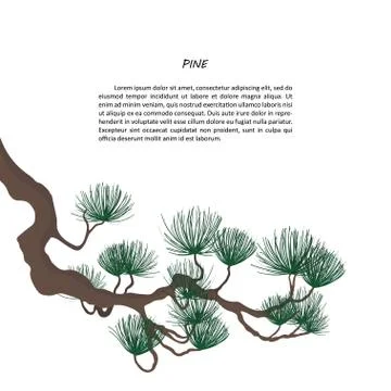 Pine branch on a white background. Isolated forest tree Illustrazione stock
