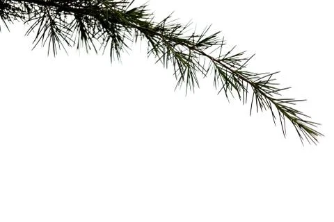 Pine branch on white background Stock Photos