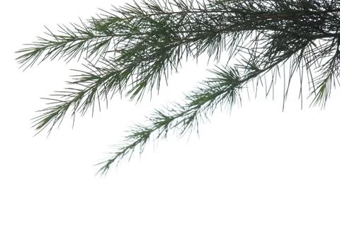 Pine branch on white background Stock Photos