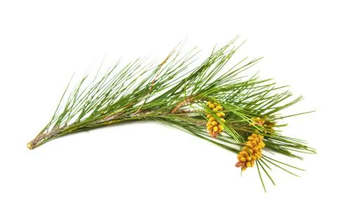 Pine branch on a white background Stock Photos