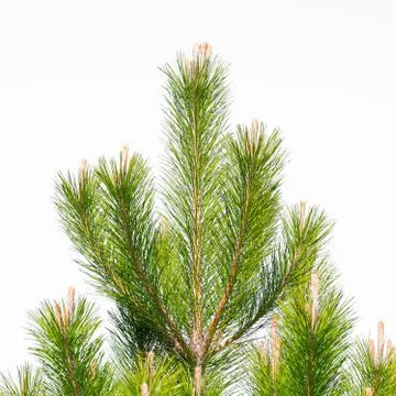 Pine branch on a white background. Stock Photos