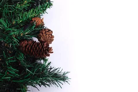 Pine branch on white background Stock Photos