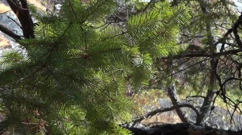 Pine Branch at Wind - Close-up Stock Footage 52996863