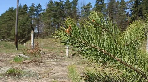 Pine branch on a wind Stock Footage