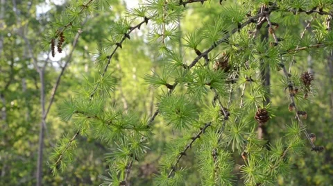 Pine branch in the wind Stock Footage 58926005