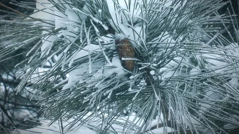 Pine branch in winter Video stock 71350098