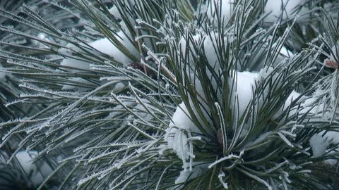 Pine branch in winter Video stock 71351222
