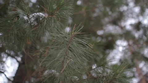 Pine branch in the winter forest Stock Footage 86912196