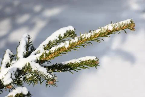 Pine branch in winter Stock Photos