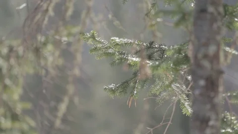 Pine branch in the woods in back sunlight. Vidéo 77202717