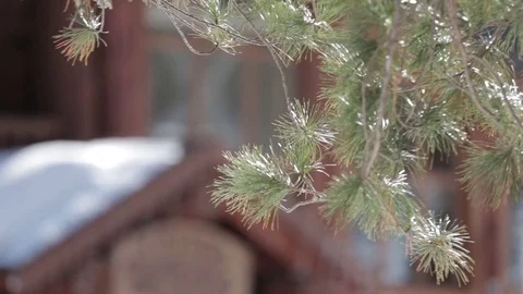 Pine branch in the woods in back sunlight. House in boke Vídeo Stock 77202998