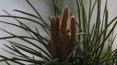 Pine branch with young cones on lake background early spring, closeup view. Video stock 125833831