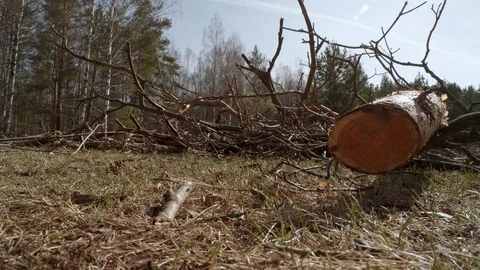 Pine branches after cutting down. Stockbeeldmateriaal 128221394