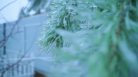 Pine branches after freezing rain are covered with ice Stock Footage 167111739