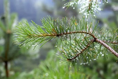 Pine branches after the rain. Drops of water on the needles. Foto stock