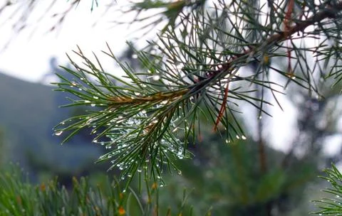 Pine branches after the rain. Drops of water on the needles. Stock Photos