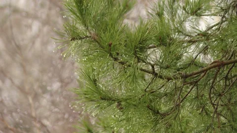 Pine branches after rain. wet pine branches after rain close up Video stock 220592866