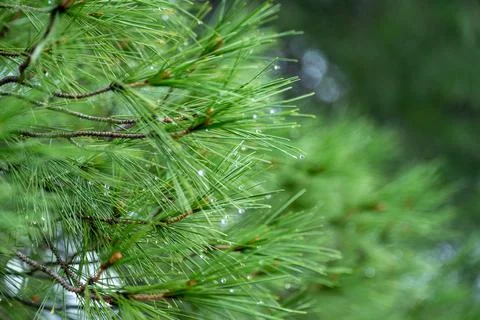 Pine branches after rain. wet pine branches after rain close up. Raindrops on Stock Photos