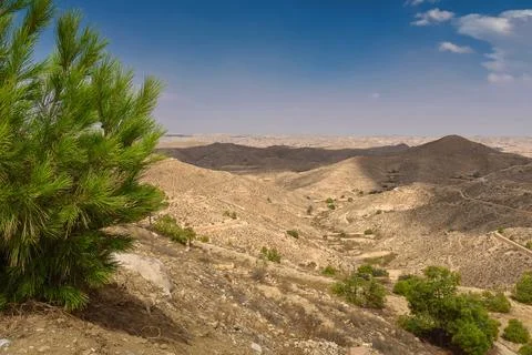 Pine branches, against the backdrop of the desert 스톡 사진