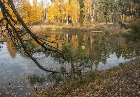 Pine branches against the backdrop of a lake and autumn forest Stock Photos