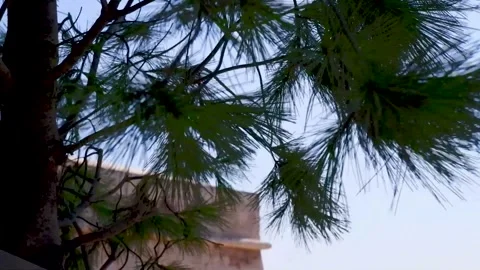 Pine branches against the background of a blue sky Stock-Footage 301636123
