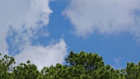 Pine branches against the background of a blue sky. Stock Footage 304584022