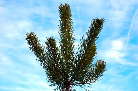 Pine branches against the background of the blue sky Stock Photos
