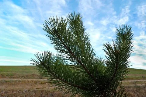 Pine branches against the background of the blue sky Stock Photos