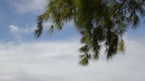 Pine branches against blue sky with fluffy clouds. Stock Footage 304582549