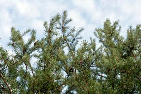 Pine branches against the blue sky Stock Photos