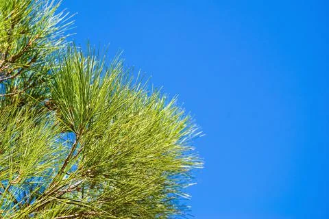 Pine branches against the blue sky Foto stock