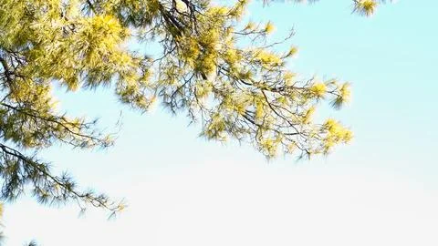 Pine branches against a bright blue sky Stock Photos