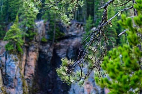 Pine branches against the forest background, Montana, United States Stock Photos