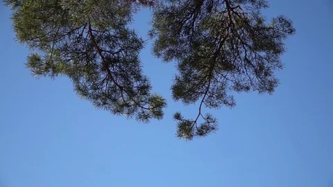 Pine branches against the sky Stock Footage 127207146