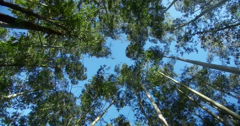 Pine Branches Against Sky Stock Footage 246766098