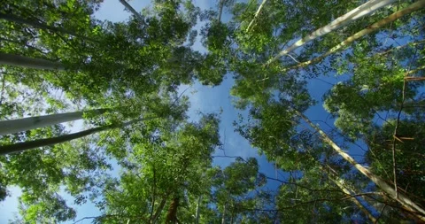 Pine Branches Against Sky Stock Footage 246766126