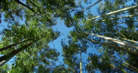 Pine branches against sky Stock Footage 246766135
