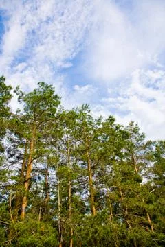 Pine branches against the sky Foto stock