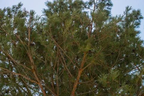 Pine branches against the sky Stock Photos